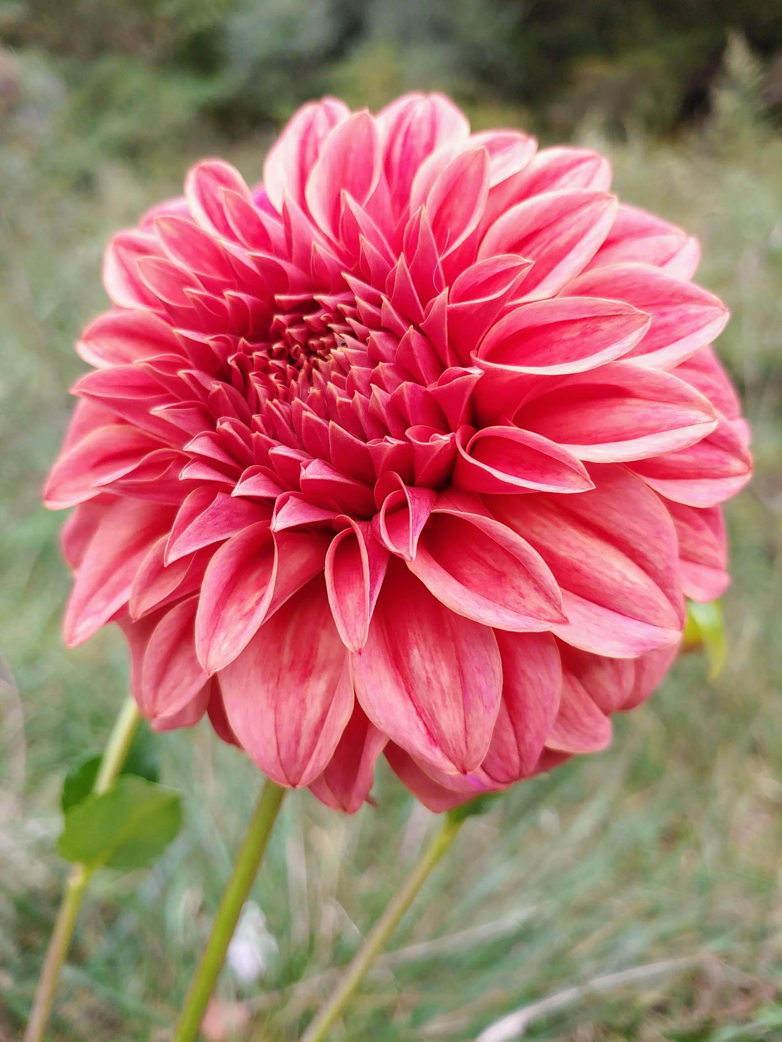 Dahlia様確認用 Longfield Gardens Dahlia Alauna Clair-Obscur - 32200623 | Blain's